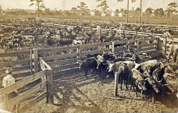 History of the Florida ‘Crackers’